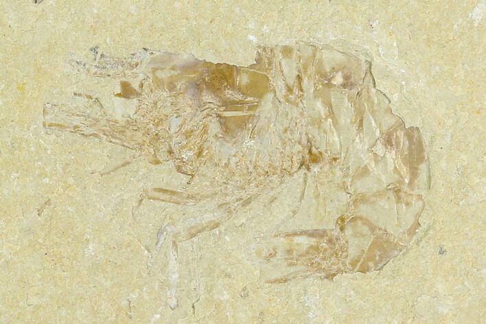 Cretaceous Fossil Shrimp - Lebanon #123946